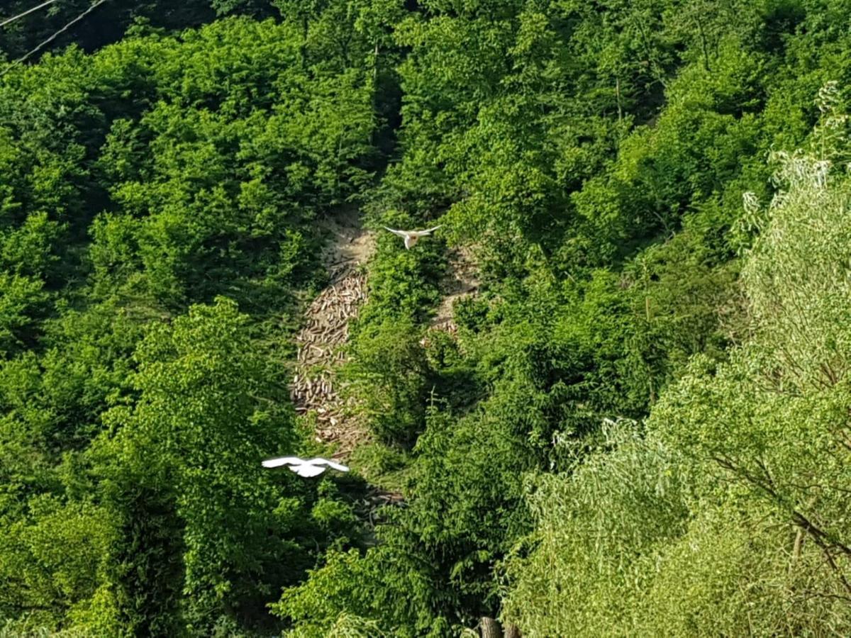 Pensiunea Valea Tonii Strungari Bagian luar foto